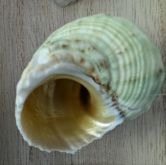 Sea Snail Mounted Turbo Imperialis Home Decor Coastal Beach Ocean Seashell - Picture 2 of 10